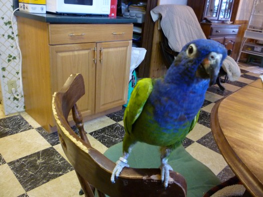 Quarkybirdy