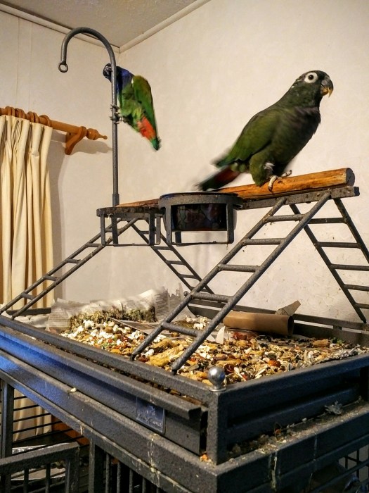 wp-1460031492560 image