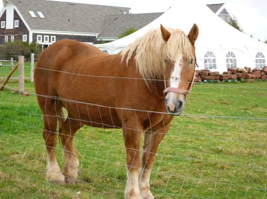 horse